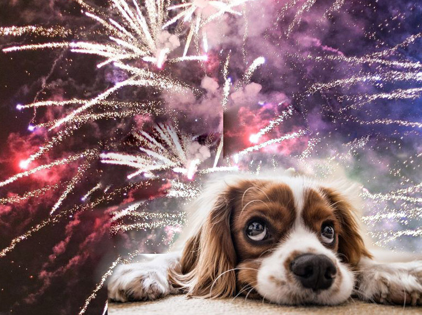 dog and fireworks